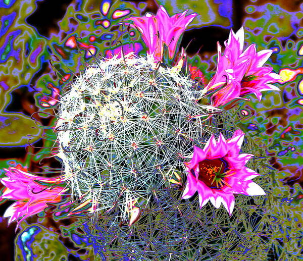 Cactus Art Print featuring the photograph Mini Cactus by M Diane Bonaparte