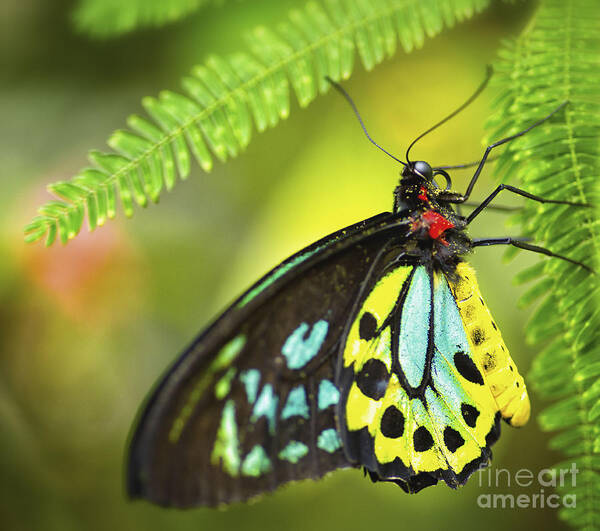 Richmond Birdwing Butterfly With Yellow Art Print featuring the photograph Mr. Richmond Birdwing by Mary Lou Chmura