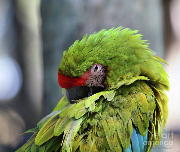 Great Green Macaw Art Print featuring the photograph OK Napping Please by Sandra Huston