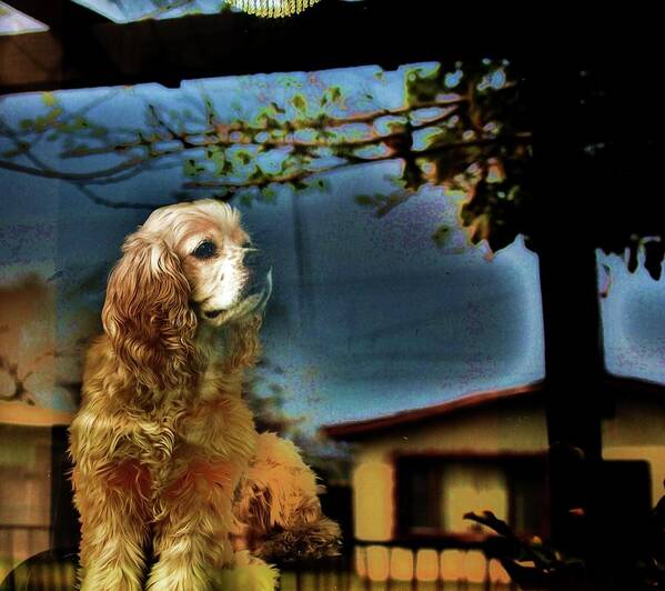 Cocker Spaniel Art Print featuring the photograph On Guard by Helen Carson