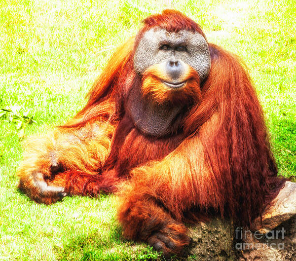 Orangutan Art Print featuring the photograph Orangutan Posing by Frances Ann Hattier