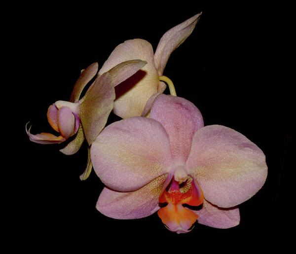 Nature Art Print featuring the photograph Orchid 2016 1 by Robert Morin