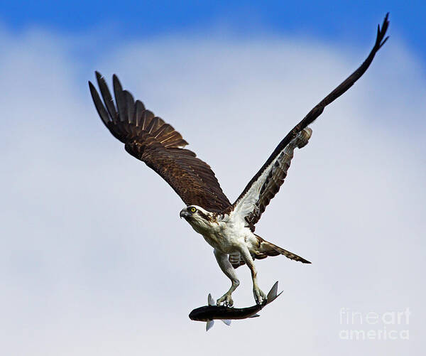 Osprey Art Print featuring the photograph Osprey incoming mullet by Larry Nieland