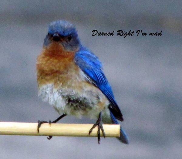 Mad Blue Bird Art Print featuring the photograph Our Own Mad Blue Bird by Betty Pieper