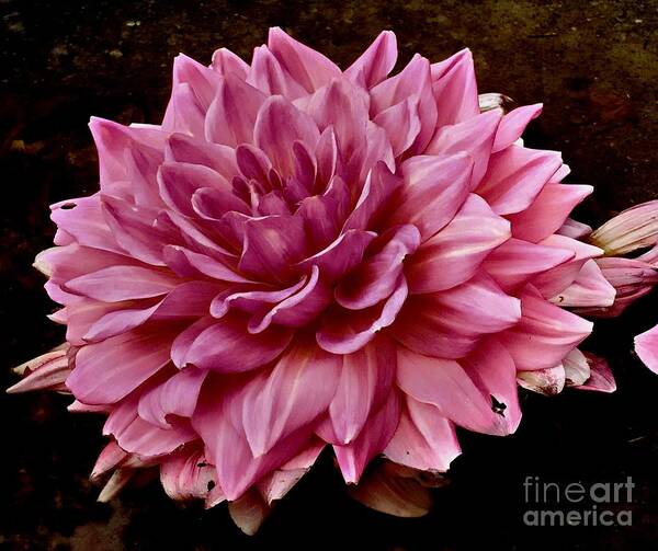  Flora Art Print featuring the photograph Pink Dahlia by Marcia Lee Jones