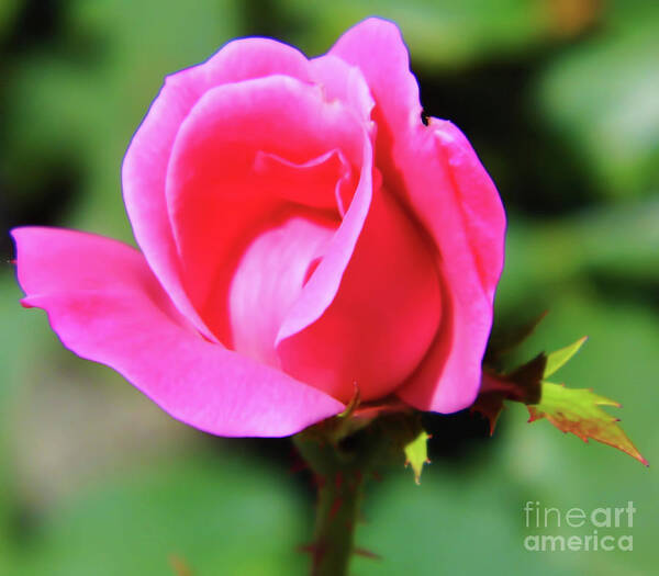 Rose Art Print featuring the photograph Pink Rose Bud by D Hackett