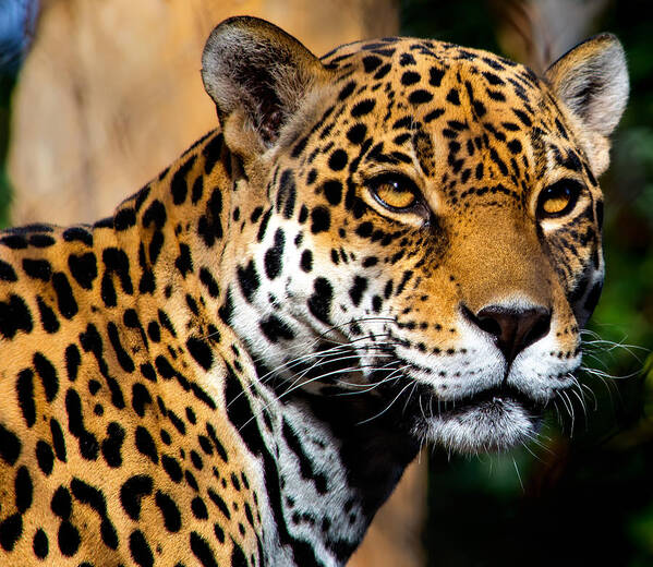 Jaguar Art Print featuring the photograph Powerful by Douglas Killourie