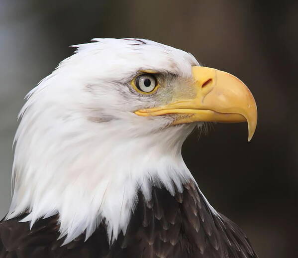 Eagle Art Print featuring the photograph Proud Eagle by Angie Vogel