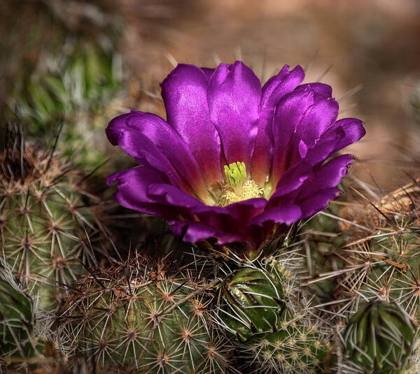 Purple Cactus Flower Art Print featuring the photograph Purple Cactus Flower by Saija Lehtonen