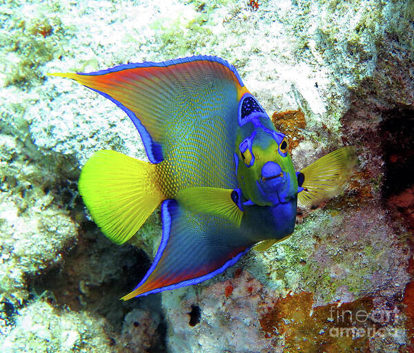 Underwater Art Print featuring the photograph Queen Angelfish by Daryl Duda