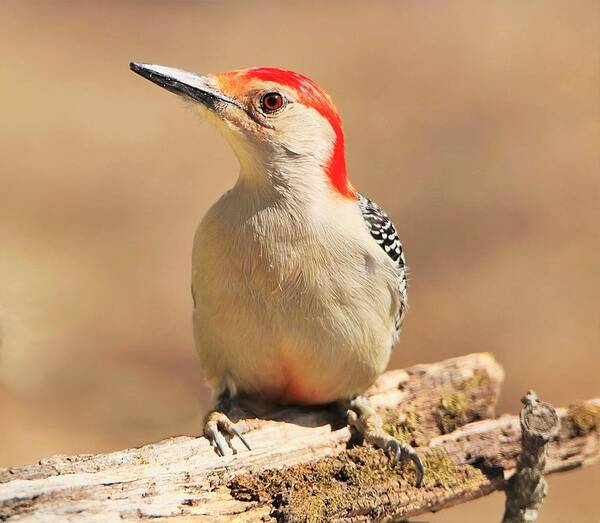 Nature Art Print featuring the photograph Red-bellied Woodpecker Portrait by Sheila Brown