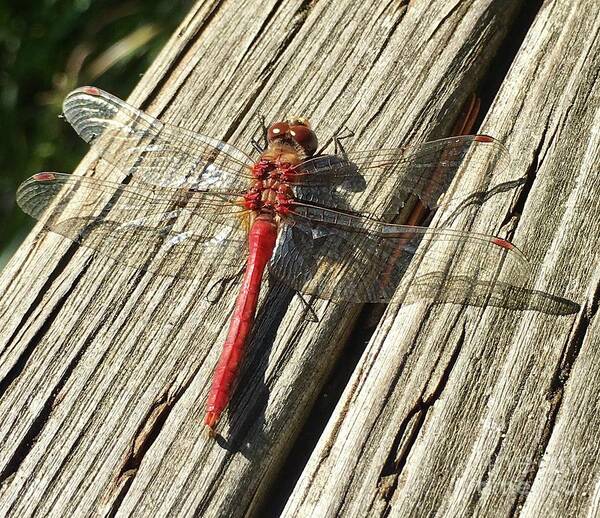 Red Dragon Fly Art Print featuring the photograph Red Dragon Fly by Susan Garren