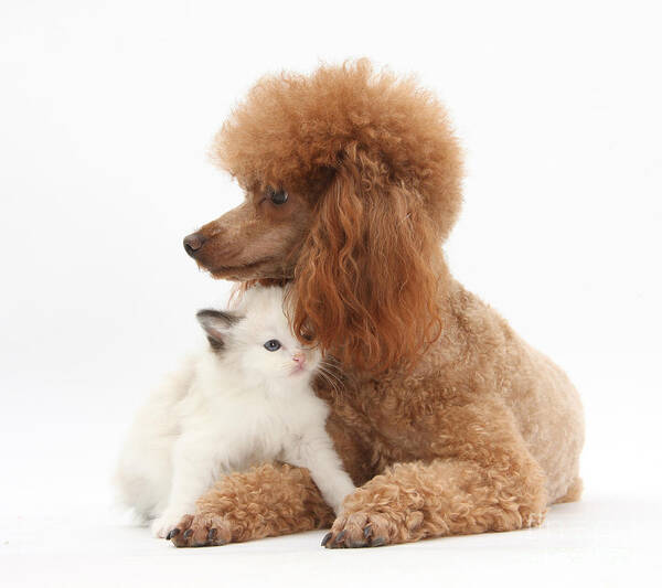 Animal Art Print featuring the photograph Red Toy Poodle And Kitten by Mark Taylor