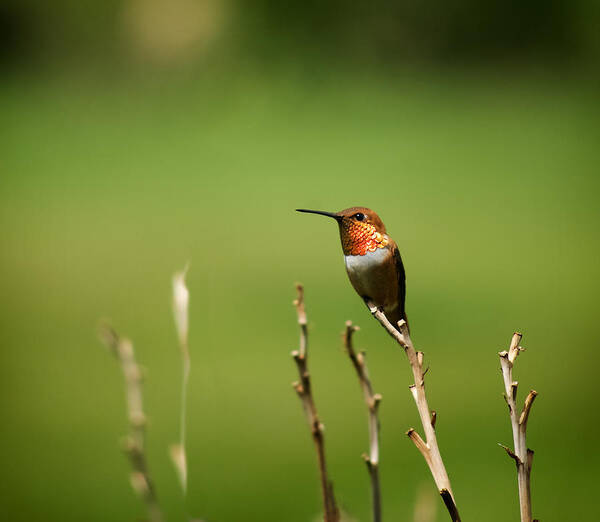 Bird Art Print featuring the photograph Rufous Hummingbird in Meadow by Mary Lee Dereske