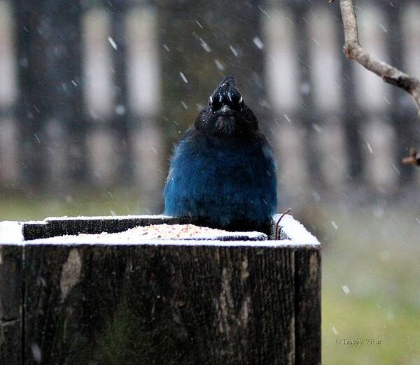 Stellers Jay Art Print featuring the photograph Seriously? by Tracey Vivar