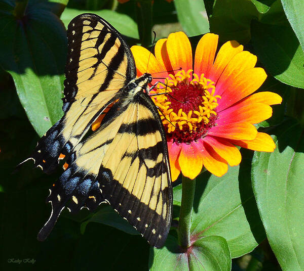 Butterfly Art Print featuring the photograph Snacking Tiger Swallowtail Butterfly by Kathy Kelly
