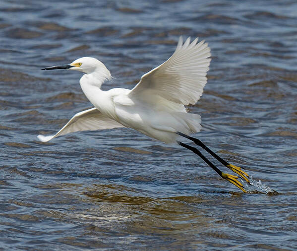Egret Art Print featuring the photograph Snowy Egret Taking Off by William Bitman