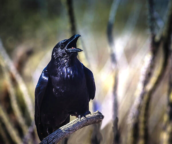 Raven Art Print featuring the photograph So Spoke the Raven by Mike Stephens