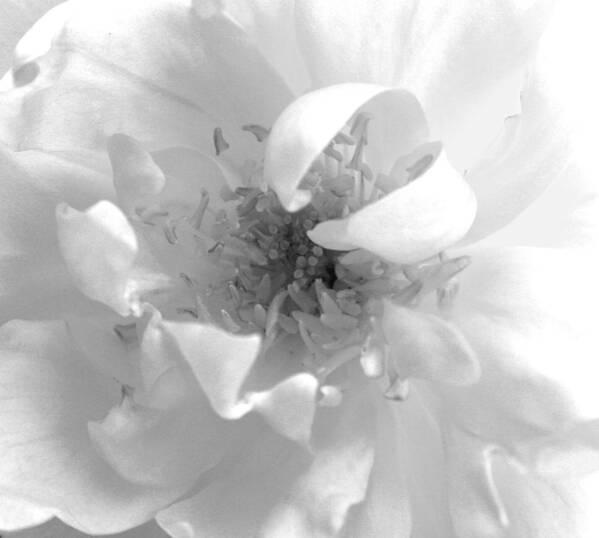 Black And White Art Print featuring the photograph Soft White by Marna Edwards Flavell