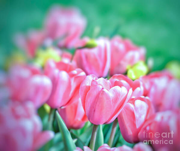 Spring Art Print featuring the photograph Spring In The Garden by Kerri Farley