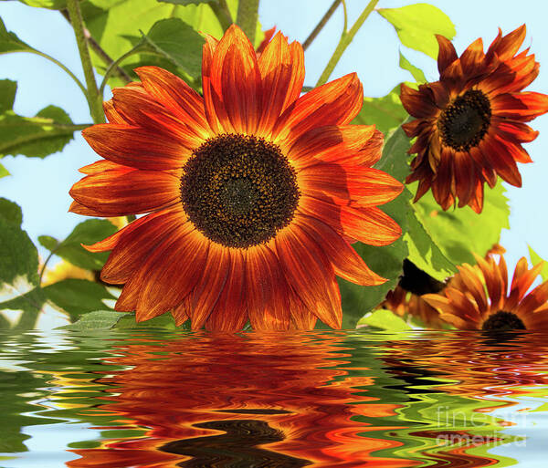 Flower Art Print featuring the photograph Sunflowers In Water by Mimi Ditchie