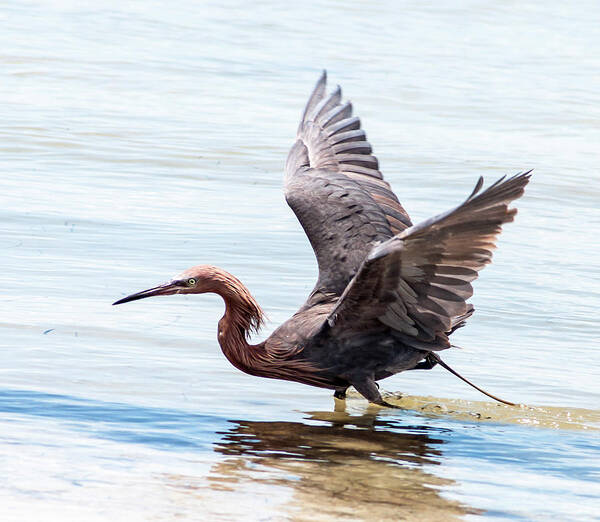 Reddish Egret Art Print featuring the photograph There's One by Norman Johnson
