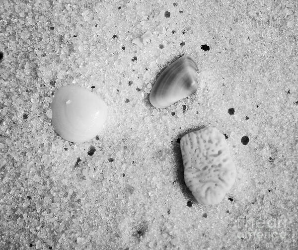 Shell Art Print featuring the photograph Tiny Sea Shells and a Piece of Coral in Fine Wet Sand Macro Black and White by Shawn O'Brien