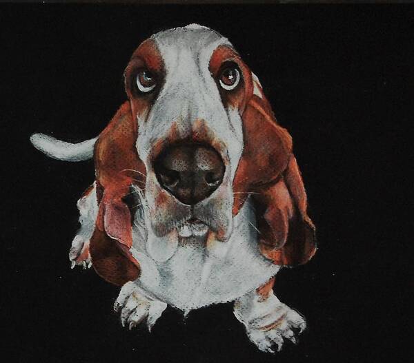 Basset Art Print featuring the drawing Toby Was All Ears by Jean Cormier