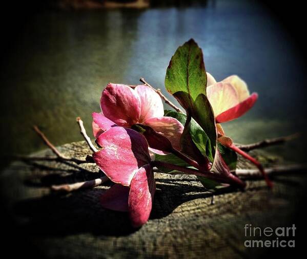 Flower Art Print featuring the photograph Treasures from the Garden by S Forte Designs