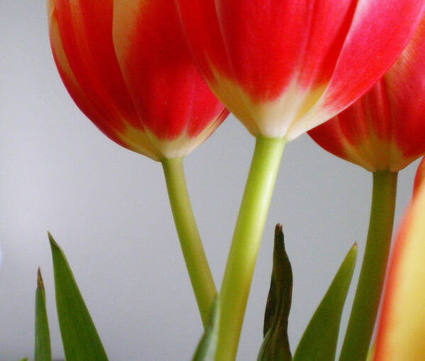 Tulips Art Print featuring the photograph Tulips II by Robin Webster