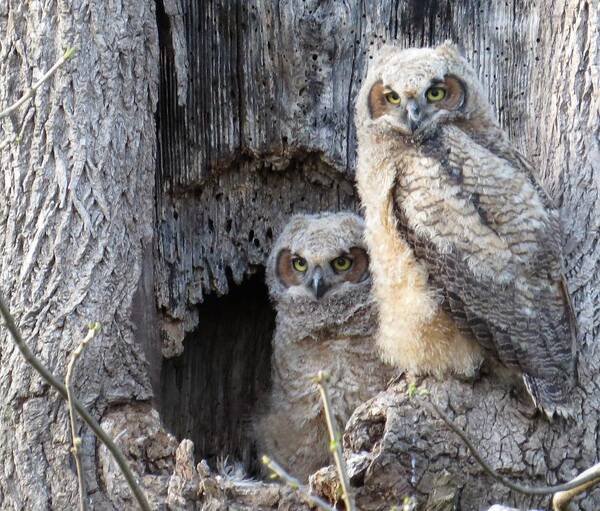 Baby Owls Art Print featuring the photograph Twin Owls by Jeanette Oberholtzer