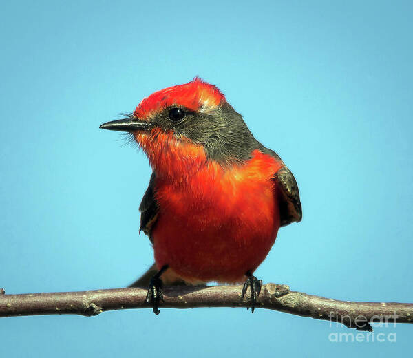 Nature Art Print featuring the photograph Vermilion Flycatcher - Pyrocephalus Rubinus by DB Hayes