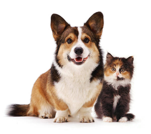 White Background Art Print featuring the photograph Welsh Corgi And Kitten by Jane Burton