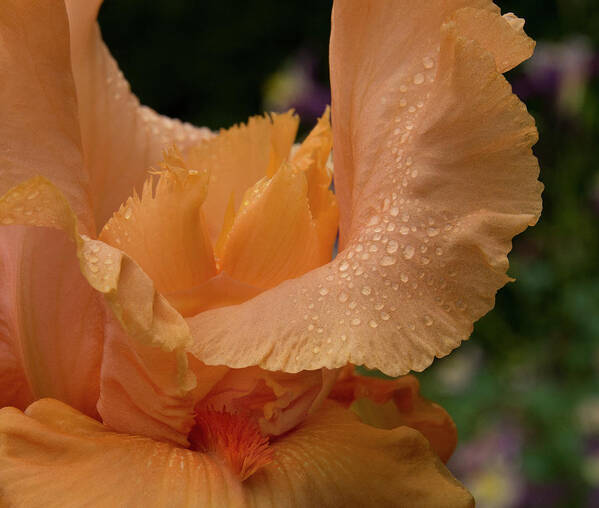 Jean Noren Art Print featuring the photograph Wet Orange Iris Macro by Jean Noren