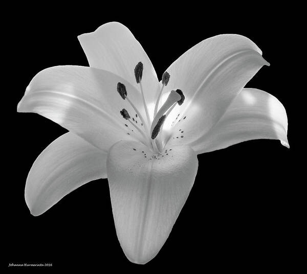 Lily Art Print featuring the photograph White Lily 2 by Johanna Hurmerinta