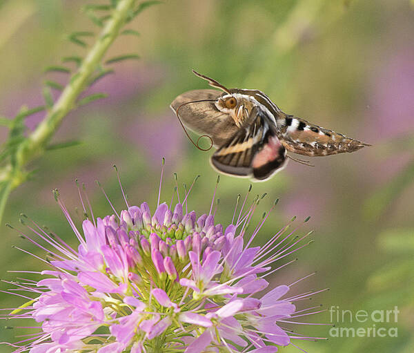 Moth Art Print featuring the photograph White Lined Sphinx Moth by Dennis Hammer