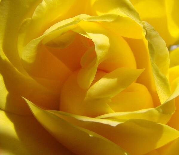 Roses Art Print featuring the photograph Yellow Rose by Liz Vernand