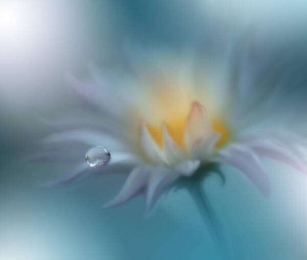 Daisy Art Print featuring the photograph Memories Of Sea..ii #1 by Juliana Nan