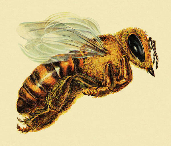 Animal Art Print featuring the drawing Hornet #2 by CSA Images