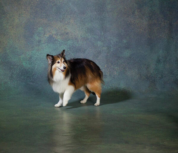 Photography Art Print featuring the photograph Portrait Of A Shetland Sheepdog Dog #4 by Panoramic Images