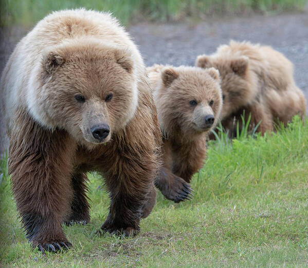 Bear Art Print featuring the photograph A family approaches by Mark Hunter