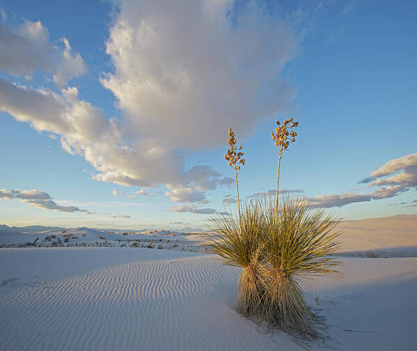 00557641 Art Print featuring the photograph Agave, White Sands Nm, New Mexico by Tim Fitzharris