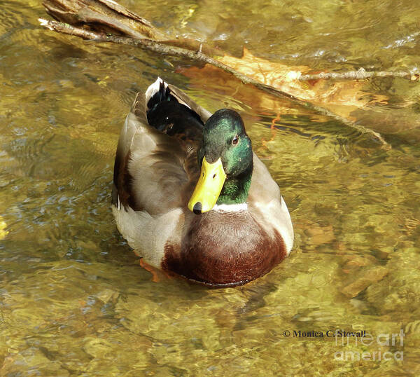 Duck Art Print featuring the photograph Animals Collection No. A41 by Monica C Stovall