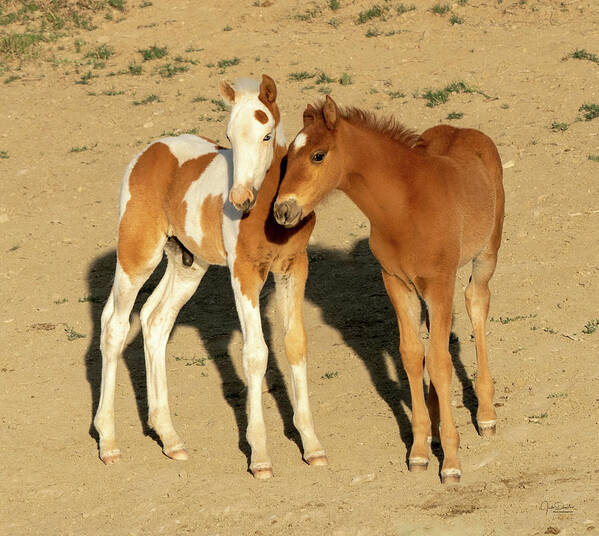 Baby Horses Art Print featuring the photograph Baby Horse Pals -- Wild Mustangs by Judi Dressler