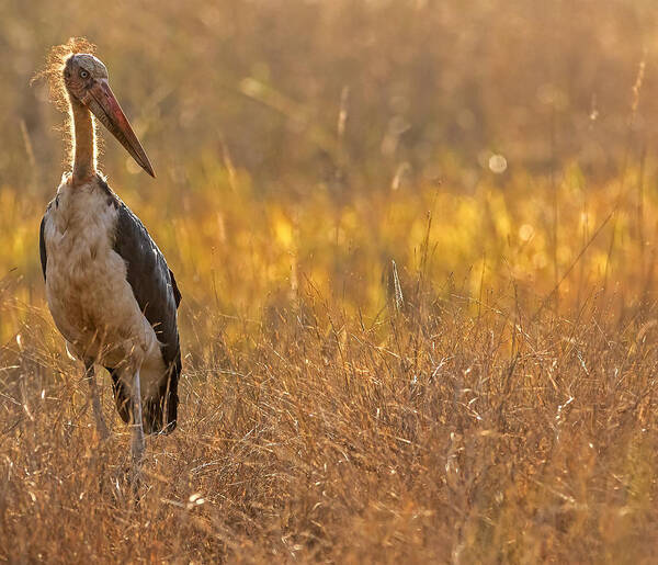 Lesser Art Print featuring the photograph Bandhavgarh 006 by Kurien Yohannan