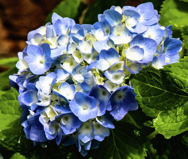 Flowers Art Print featuring the digital art Beautiful Blue Hydrangea by Ed Stines