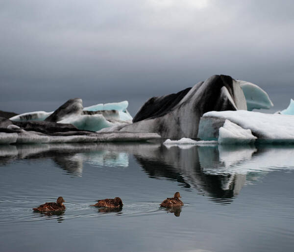 Glacier Lagoon Art Print featuring the photograph Common Eider, Iceberg In Fjord by Roine Magnusson