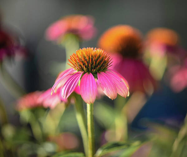 Coneflower Art Print featuring the photograph Coneflowers by Lori Rowland