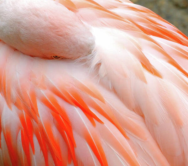 Three Quarter Length Art Print featuring the photograph Flamingo At Rest by Taken By Richard Radford