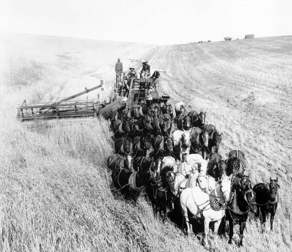 Horse Art Print featuring the photograph Large Team Of Horses Pulling Thresher by Bettmann